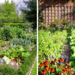 What is Edible Landscaping and How to Start Your Own Edible Garden