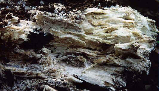 White Rot: Nature’s Mighty Recycler and Its Impact on Wood Decay