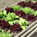 Growing Your Own Salad: Tips for a Bountiful Vegetable Garden