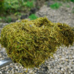 7 Ingenious Ways to Reuse Grass Clippings and Embrace Sustainable Gardening
