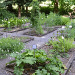 The Healing Power of Herbaceous Plants: Medicinal Herb Garden Guide