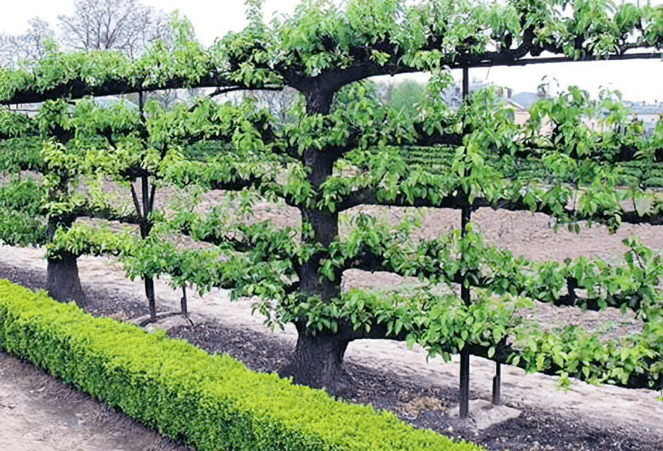 How to Espalier Apple Trees: Techniques and Benefits
