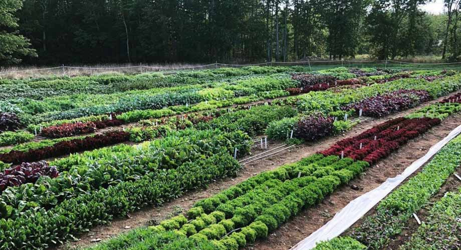 Succession Planting: Ensuring a Continuous Harvest