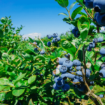 Planting and Caring for Blueberries in Acidic Soil