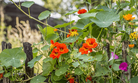 How to Grow Edible Flowers